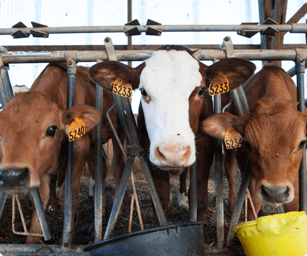 Livestock Development